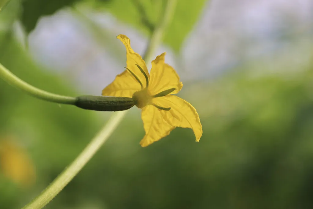 Cucumbers